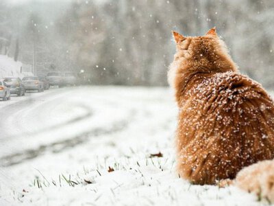 Синоптики назвали регіони, де пройде сніг