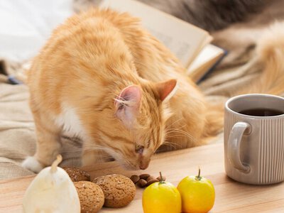 Чи можна котам їсти солодощі: корисні поради для власників