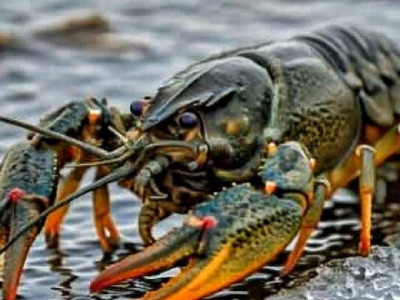 В Одеській області з 1 грудня забороняється вилов раків