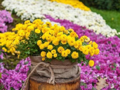 Тисяча хризантем: історія жінки, яка перетворила кам'янисту землю на квітник