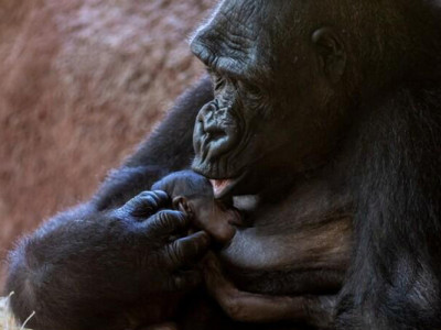 Еволюційна загадка. Науковці вважають, що поцілункам може бути понад 21 млн років