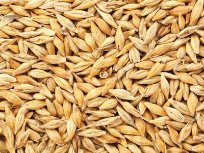 Європейські ціни на ячмінь зрівнялися з пшеницею: що це означає для України