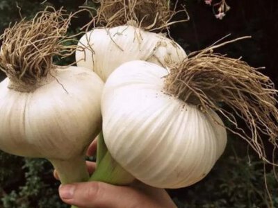 Як виростити велетенський часник на своєму городі