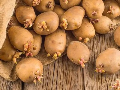 Чи можна їсти пророслу картоплю
