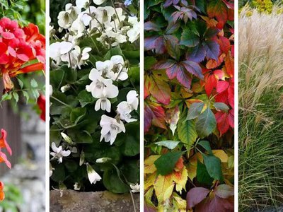 Обережно: рослини-окупанти. Один раз посадивши, не зможете їх позбутися