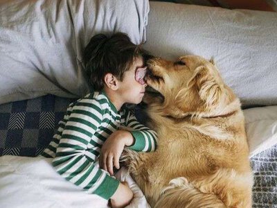 Найрідкісніші собаки: 6 порід, які практично неможливо побачити наживо (фото)