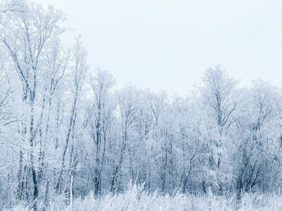 Як підготувати сад до зими: 6 важливих кроків