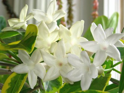 Топ-5 кімнатних рослин для залучення багатства