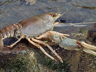 На Рівненщині закривають сезон на вилов раків: скільки триватиме заборона