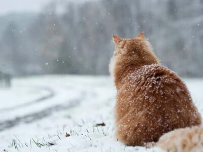 Яким буде перший місяць зими: синоптики дали несподіваний прогноз