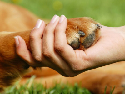 Людяність сильніша за війну: боєць звернувся до веткабінету “Центр”, щоб допомогти пораненому псу
