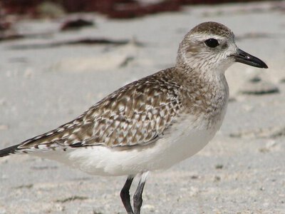 Несе рожеві яйця: на Одещині дослідникам “попався” дивовижний птах