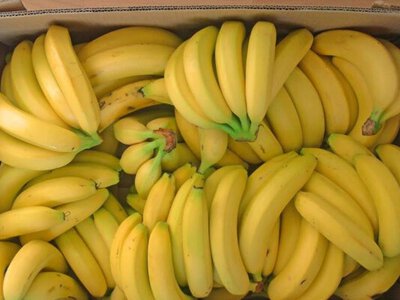 В Україні можуть почати вирощувати банани, а от з цибулею є проблеми