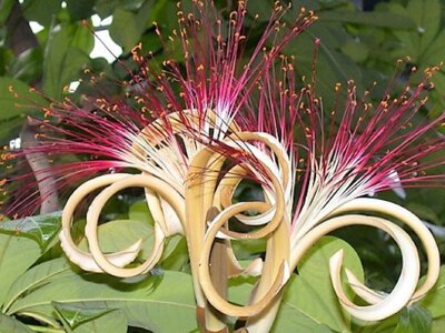 Зелень для приваблення зелені: ТОП-8 кімнатних рослин-магнітів для грошей