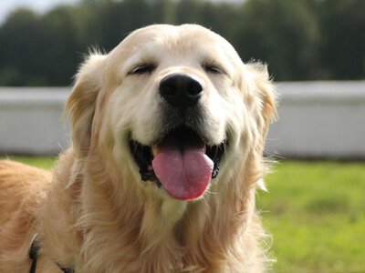 Собак-донорів крові шукають в Україні: що треба знати та як допомогти