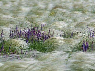 Степ поглинає Україну: що ховається за швидкими змінами клімату