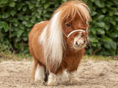 Найменший кінь у світі Пумукель живе в Німеччині