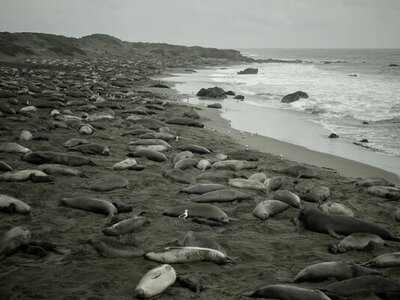 Сонник: що означає бачити у сні мертвих тварин