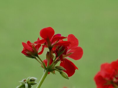 Копійчаний засіб змусить герань цвісти. Його зможе приготувати кожен
