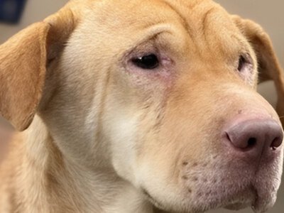 Місяць без їжі і людей: волонтери врятували шарпея зі зруйнованої багатоповерхівки