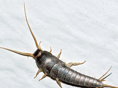 Підвищена вологість у ванній приваблює непроханих гостей: як позбутися лусочниці