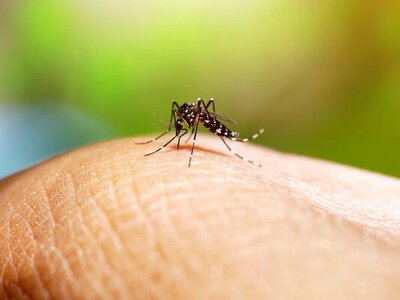 У Львові у чоловіка виявили тропічний вірус після подорожі в Азію