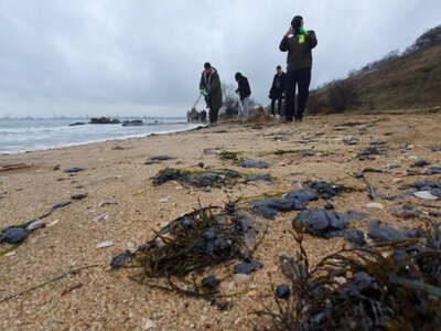 На берегах Керченського півострова масове мазутне забруднення – екоактивіст