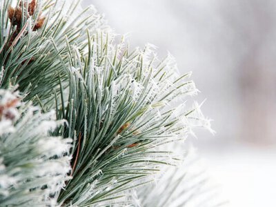 Погода у грудні: синоптик розповів, коли в Україну прийде сніг з морозам 