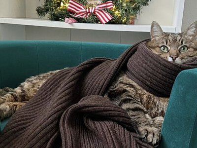 Руслан Багінський заколабився з котом Степаном – фото