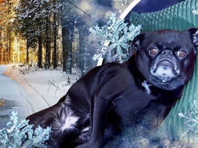 Чи наближається справжня зима: синоптик пояснив деталі