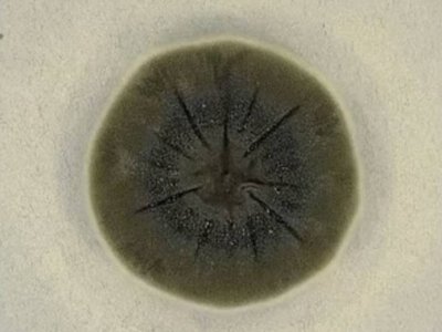 Загадкова пліснява з Чорнобиля: як гриби, що живляться радіацією, можуть допомогти людству