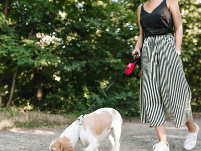 Як швидко відмити собаку після прогулянки? Суперспосіб за 2 хвилини!