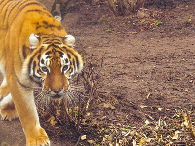 Черкаський зоопарк проводить показову годівлю амурської тигриці