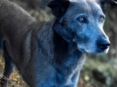 Чому у собак з ЧАЕС синя шерсть 