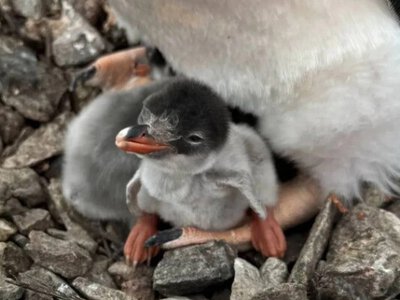 Перше пінгвіня народилося на станції Академік Вернадський раніше звичайного