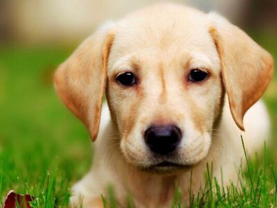 Новий хіт: грайливий собака заважає господареві поливати квіти (відео)