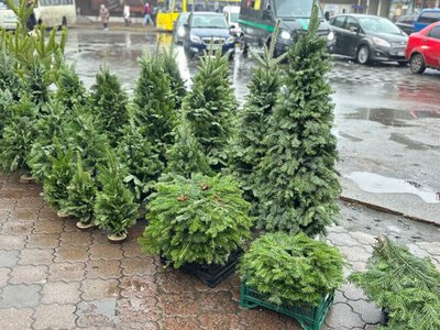 У Києві стартували ялинкові ярмарки: перші ціни, “живі” дерева та еко-альтернатива у горщиках