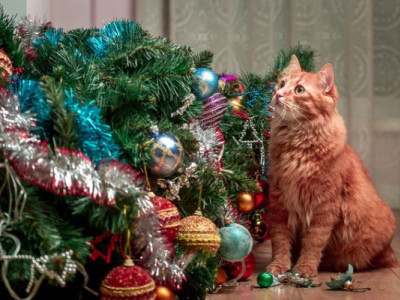 Жива чи штучна: названо головні переваги та критичні недоліки ялинок