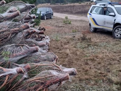 Щоб не різали на свята: у Києві запускають масштабний контроль за хвойними деревами