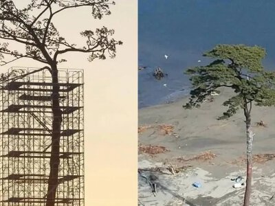 Самотня сосна Рікузентаката: дерево, що перемогло цунамі