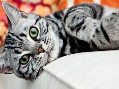 3 способи, щоб зрозуміти, що ваша кішка розумна: пояснення ветеринарів