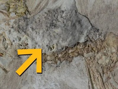 Доісторичний птах з’їв 800 каменів і подавився: вчені не знають, чому