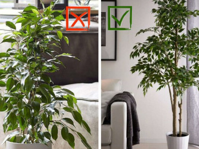 Куди не можна ставити фікус Бенжаміна взимку у квартирі? 
