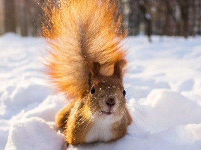Чи буде мороз у грудні в Україні: що прогнозують синоптики і чому погода знову дивує