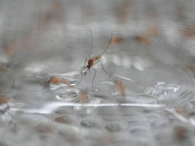 Найнебезпечніші комахи світу: дев’ятка “вбивць”, про яких часто забувають