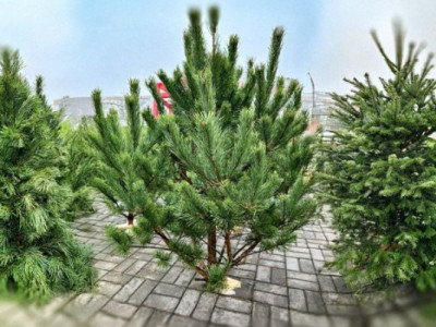 Ялинки вже у продажу: скільки коштує новорічне дерево в Україні