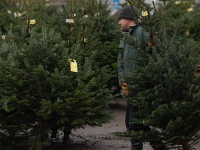 Приголомшливі штрафи і не тільки: що загрожує українцям за незаконно зрубану ялинку у 2025 році
