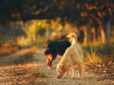 Як покращити догляд для збереження здоров'я домашнього улюбленця: поради ветеринара