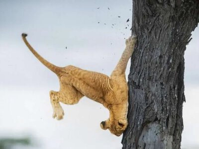 Обрано найсмішніше фото 2025 року — «Дай п'ять» з дитинчам горили