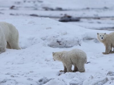 Зафіксовано рідкісний випадок усиновлення ведмежати білої ведмедиці в північній Канаді (ВІДЕО)